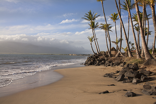 Palm trees are the back drop at Sugar Beach Cove, Kihei maui wedding and vow renewal location